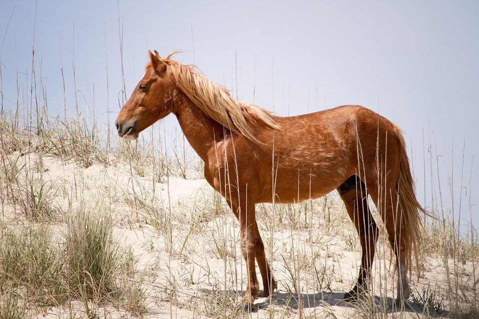 Wild paard op duinen